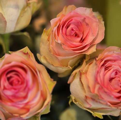 Bouquet de roses