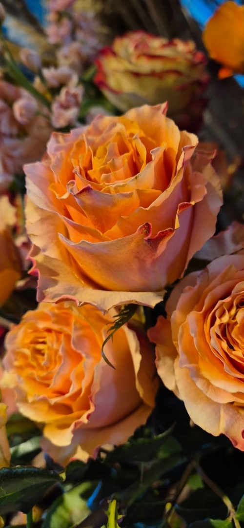 Bouquet de roses