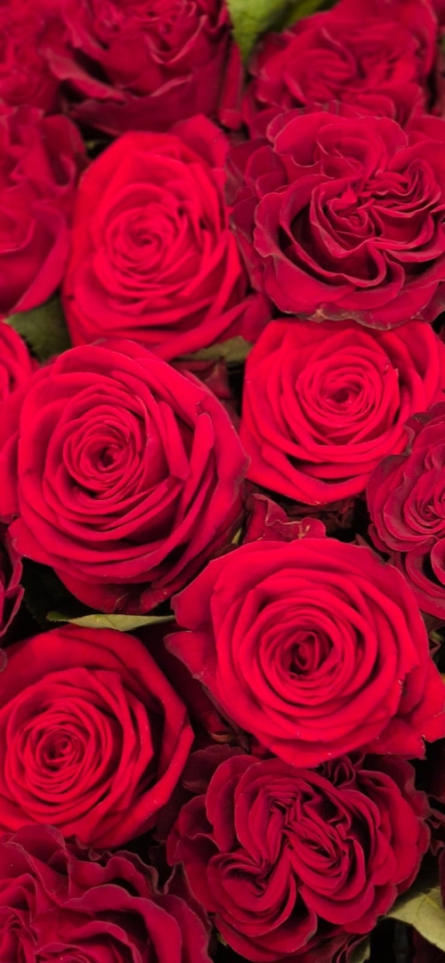 Bouquet de roses