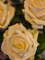 Bouquet de roses
