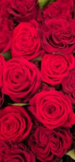 Bouquet de roses